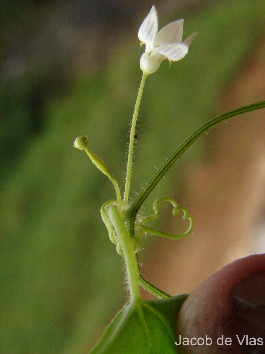 Zehneria thwaitesii (Schweinf.) C.Jeffrey